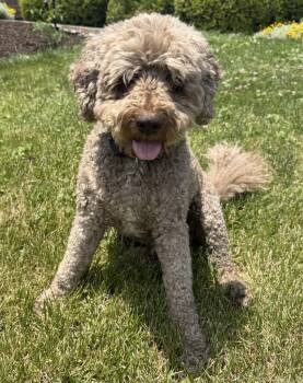 Ollie -  Lagotto Romagnolo Dog for Adoption in Richboro, Pennsylvania - Ollie | PetCurious