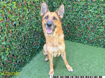 Rescue Mixed Breed Dogs for Adoption in West Palm Beach, Florida - BLUEBELL | PetCurious