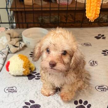 Wilson -  Terrier and Mixed Breed Dog for Adoption in Sacramento, California - Wilson | PetCurious