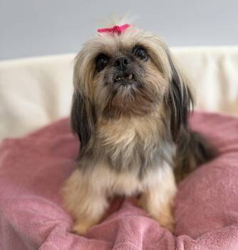 Anise -  Pekingese and Shih Tzu Dog for Adoption in Lawrenceville, Georgia - Anise | PetCurious