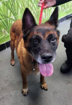 Shepherd Dogs Available for Adoption in Lawrenceville, Georgia - 158 Doug | PetCurious