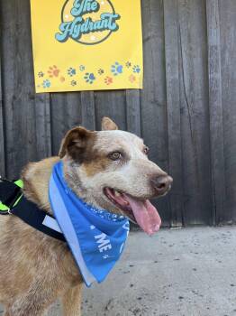 Rescue Australian Cattle Dog Blue Heeler Dogs for Adoption in Montrose, Colorado - Canelo | PetCurious