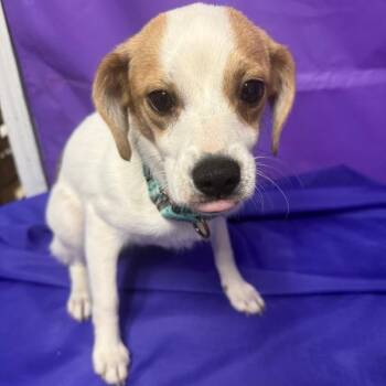 Inertia -  Mixed Breed Dog Available for Adoption in North Myrtle Beach, South Carolina - Inertia | PetCurious