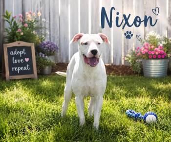 Nixon -  Pit Bull Terrier Dog for Adoption in Manhattan, Illinois - Nixon | PetCurious