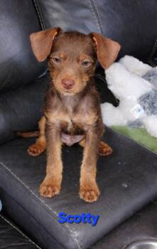 Miniature Pinscher and Jack Russell Terrier Dogs Available for Adoption - Scotty | PetCurious