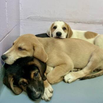 Jasper -  Mixed Breed Dog Available for Adoption in New Fairfield, Connecticut - Jasper | PetCurious