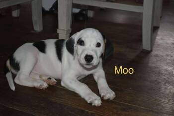 Rescue American Foxhound Dogs for Adoption in East Amherst, New York - Moo | PetCurious