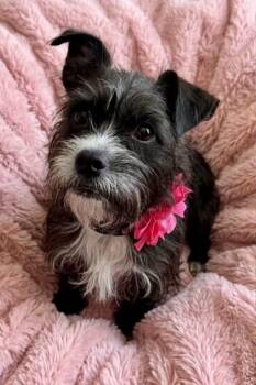 Truffles -  Terrier Dog for Adoption in Rockwall, Texas - Truffles | PetCurious
