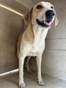 BARBIE -  Hound and Mixed Breed Dog for Adoption in Oklahoma City, Oklahoma - BARBIE | PetCurious