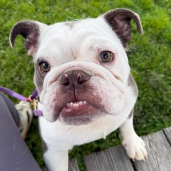 Hooper -  English Bulldog Dog for Adoption in Riverwoods, Illinois - Hooper | PetCurious