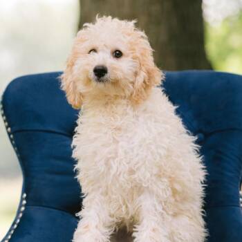 A Smoky Mountain Christmas -  Bichon Frise and Poodle Dog for Adoption in Zionsville, Indiana - A Smoky Mountain Christmas | PetCurious