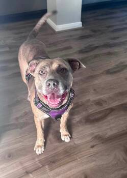 Precious -  Pit Bull Terrier Dog for Adoption in The Woodlands, Texas - Precious | PetCurious
