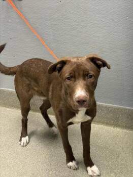 Rescue Labrador Retriever Dogs for Adoption in Las Vegas, Nevada - BLOOPER | PetCurious