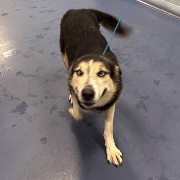 Sprigg -  German Shepherd Dog and Husky Dog for Adoption in Greensboro, North Carolina - Sprigg | PetCurious