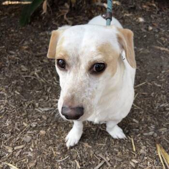 Max -  Miniature Dachshund and Mixed Breed Dog for Adoption in Westminster, California - Max | PetCurious