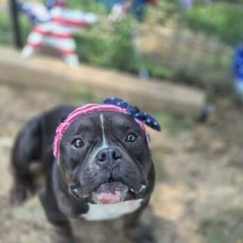 Gloria -  American Bully Dog for Adoption in Dover, Arkansas - Gloria | PetCurious