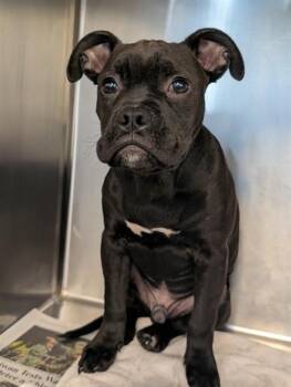KOBY -  Mixed Breed Dog for Adoption in Dallas, Texas - KOBY | PetCurious