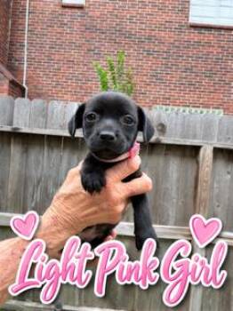 LIGHT PINK (IL) -  Terrier Dog for Adoption in Klein, Texas - LIGHT PINK (IL) | PetCurious