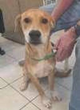 Marigold -  Hound Dog for Adoption in Sudbury, Massachusetts - Marigold | PetCurious