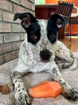 Cookie -  Australian Cattle Dog Blue Heeler Dog for Adoption in Pembroke, Massachusetts - Cookie | PetCurious