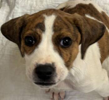 Beagle Dogs Available for Adoption in Elizabethton, Tennessee - Hampton | PetCurious