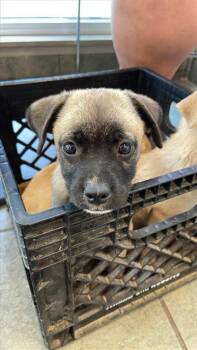 Rescue Pug Dogs for Adoption in San Antonio, Texas - FLOR | PetCurious