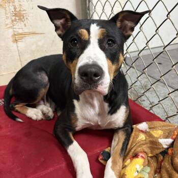 Birdie sweet and shy -  Australian Cattle Dog Blue Heeler and American Staffordshire Terrier Dog for Adoption in Metairie, Louisiana - Birdie Sweet And Shy | PetCurious