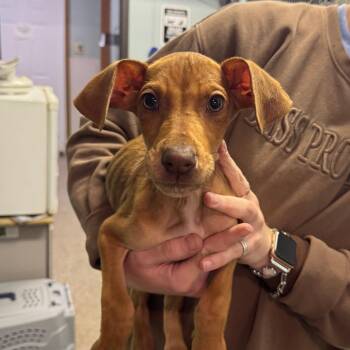 Sugar Cookie -  Mixed Breed Dog Available for Adoption in Columbia, Missouri - Sugar Cookie | PetCurious