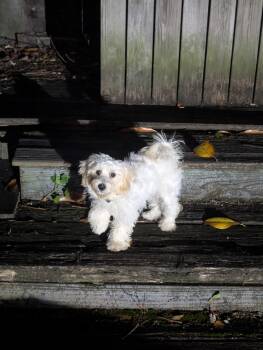 QTIP -  Maltipoo Dog for Adoption in Semmes, Alabama - QTIP | PetCurious