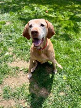 Princeton -  Vizsla Dog Available for Adoption in Fort Collins, Colorado - Princeton | PetCurious