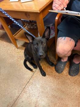 Tom(Binkie) -  Terrier and Mixed Breed Dog for Adoption in Brownwood, Texas - Tom(Binkie) | PetCurious