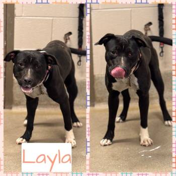 Rescue Pit Bull Terrier Dogs for Adoption in Hopkinsville, Kentucky - Layla | PetCurious