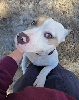 Staffordshire Bull Terrier and Mixed Breed Dogs Available for Adoption - 90607A Hash Brown - Adoption Ambassador | PetCurious