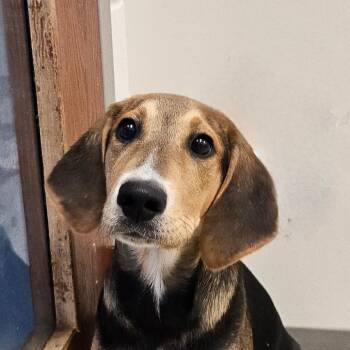 Rescue Labrador Retriever and Treeing Walker Coonhound Dogs for Adoption in Chatham, Virginia - Daniel | PetCurious