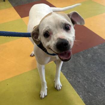 Mixed Breed Dogs Available for Adoption in Philadelphia, Pennsylvania - Sedgley | PetCurious
