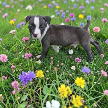 Clark -  Pit Bull Terrier Dog for Adoption in Fort Worth, Texas - Clark | PetCurious