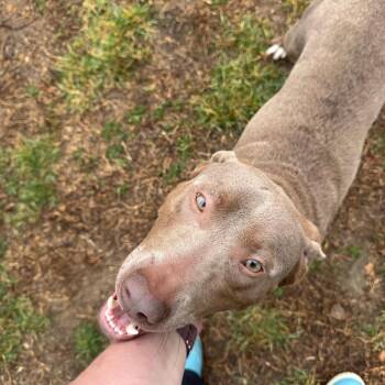 Weimaraner and Mixed Breed Dogs Available for Adoption - Charles | PetCurious