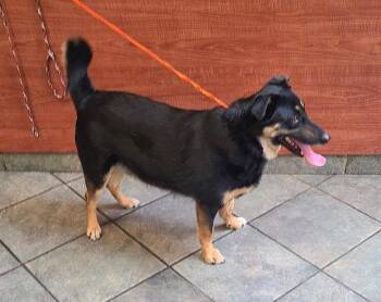 Mixed Breed Dogs Available for Adoption - Midas | PetCurious