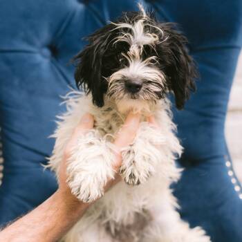 Bernina -  Shih Tzu and Bichon Frise Dog for Adoption in Zionsville, Indiana - Bernina | PetCurious