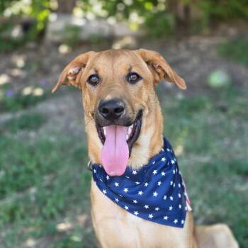 Casanova AL -  German Shepherd Dog Dog for Adoption in Austin, Texas - Casanova AL | PetCurious