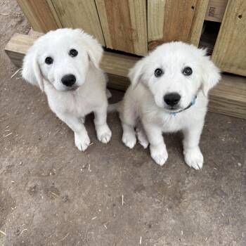 Blizz & Polar -  Great Pyrenees Dog Available for Adoption in La Feria, Texas - Blizz & Polar | PetCurious