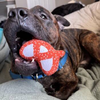 Kiowa -  Mixed Breed Dog for Adoption in Pittsburgh, Pennsylvania - Kiowa | PetCurious