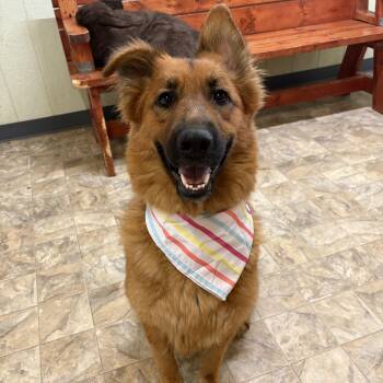 Denver -  Shepherd Dog for Adoption in Pilot Point, Texas - Denver | PetCurious