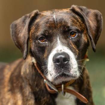 Angel Muffin -  Mixed Breed Dog for Adoption in Decatur, Georgia - Angel Muffin | PetCurious
