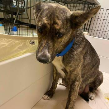 Dutch Shepherd and Rat Terrier Dogs Available for Adoption - Oolong Tea | PetCurious