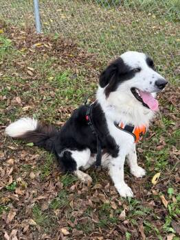 Domino -  Border Collie Dog for Adoption in Livonia, Michigan - Domino | PetCurious