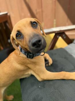 Labrador Retriever Dogs Available for Adoption in Poway, California - Donnie | PetCurious