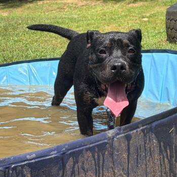 Jetty 8171 -  Mixed Breed Dog for Adoption in Columbus, Georgia - Jetty 8171 | PetCurious