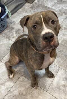 SAMSON -  Pit Bull Terrier Dog for Adoption in Rochester, Indiana - SAMSON | PetCurious