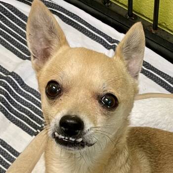 Rescue Chihuahua and Mixed Breed Dogs for Adoption in Tyrone, Georgia - Rico 08-2825 | PetCurious